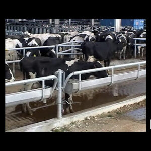 Los beneficios de utilizar bebederos de acero inoxidable para vacas